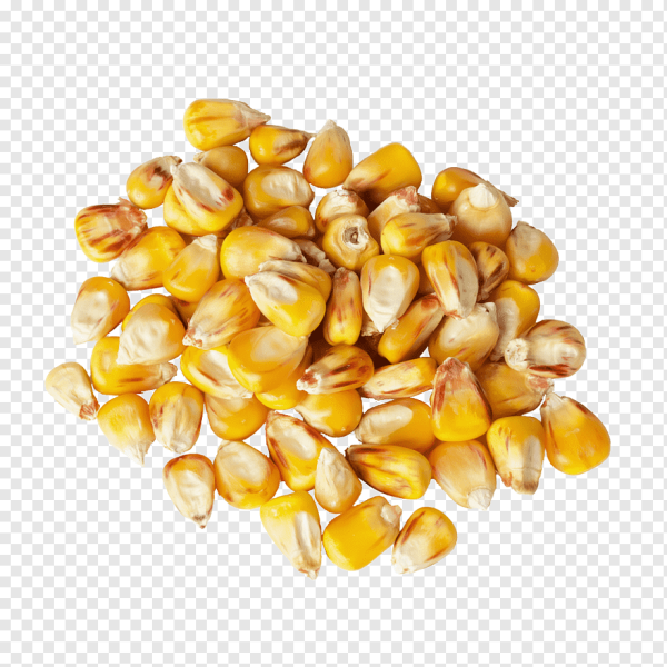 Семя кукурузы картинки (42 фото)
