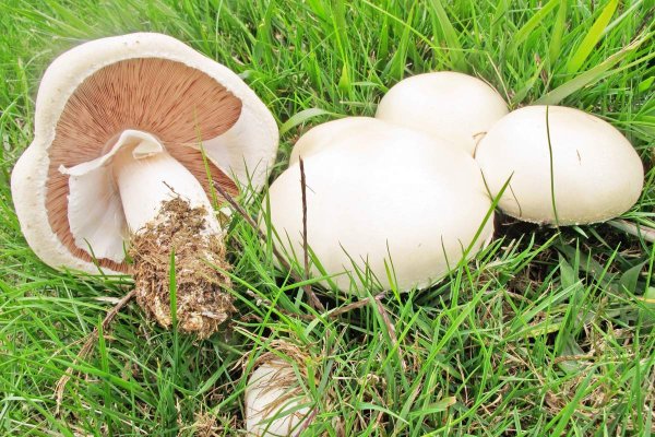 Шампиньон Таблитчатый (Agaricus tabularis)