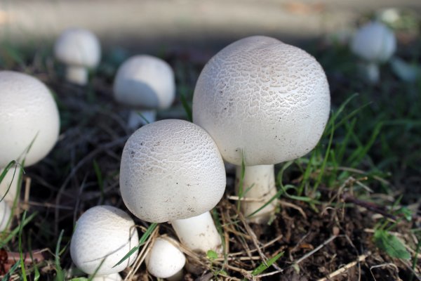 Гриба Agaricus bisporus