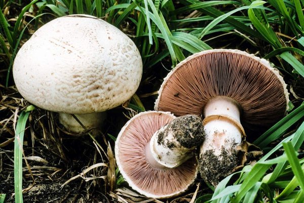 Agaricus bisporus - шампиньо́н двуспо́ровый