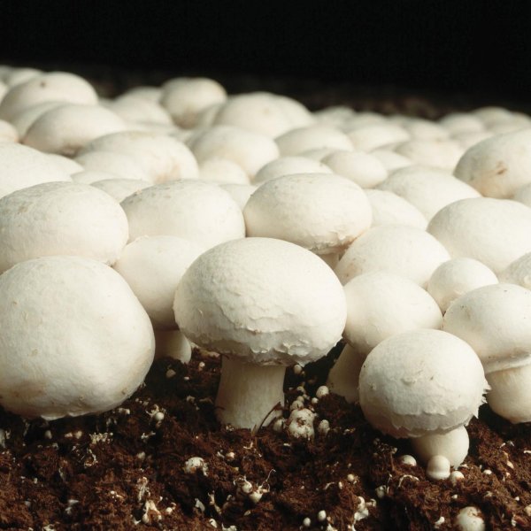 Agaricus bisporus - шампиньо́н двуспо́ровый