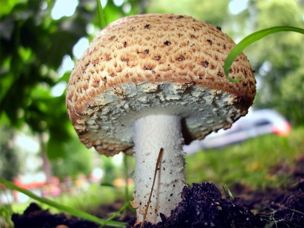 Шампиньон августовский Agaricus augustus