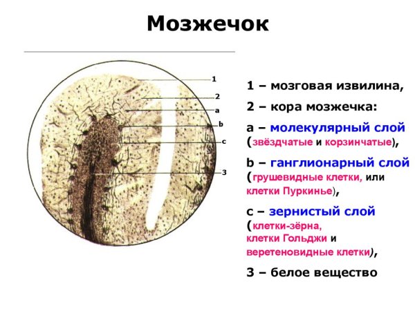 Мозжечок гистологический препарат
