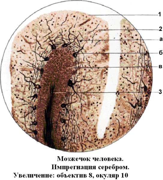 Мозжечок гистология препарат