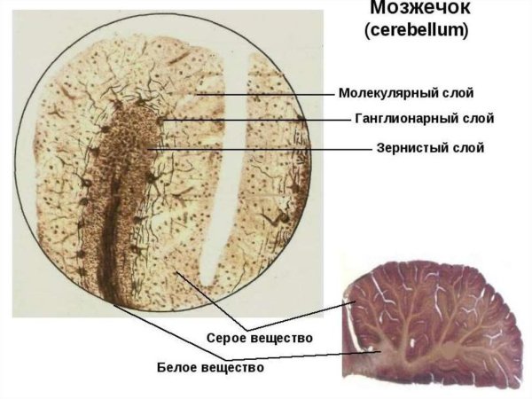 Кора мозжечка импрегнация серебром гистология