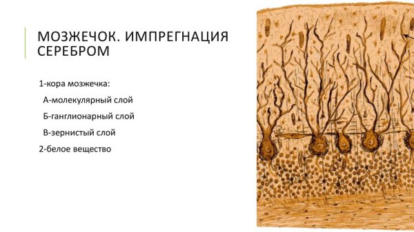 Кора мозжечка гистология препарат