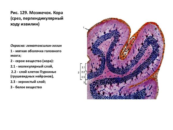 Строение мозжечка гистология