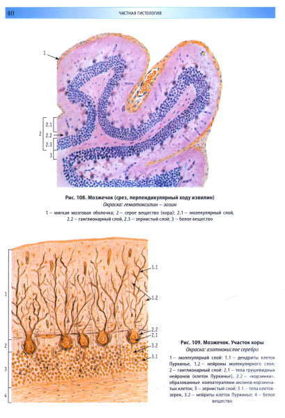 Строение мозжечка гистология препарат