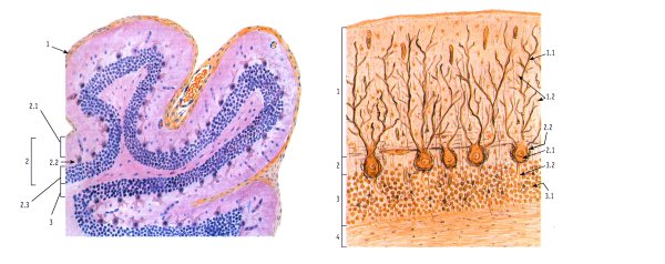 Мозжечок гистология препарат