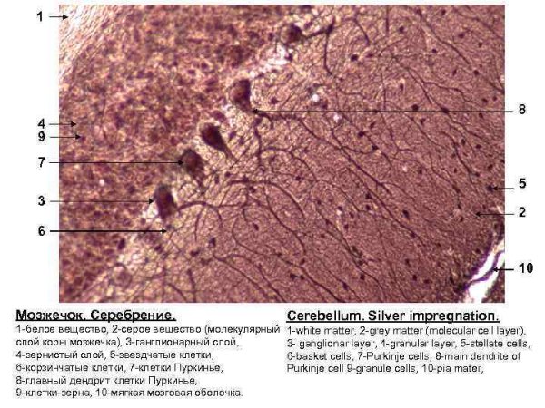 Мозжечок гистологический препарат