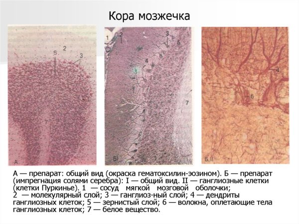 Гистологическое строение мозжечка