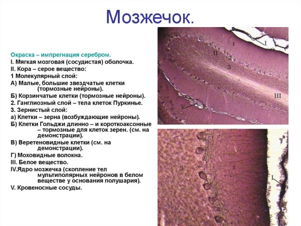 Мозжечок гистология препарат