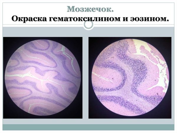 Кора мозжечка гистология