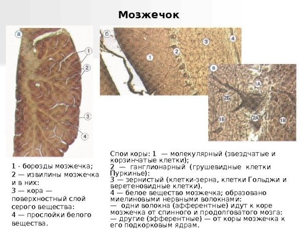 Клетки Пуркинье в мозжечке гистология