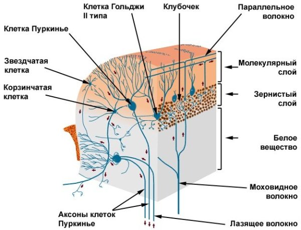Мозжечок гистология препарат
