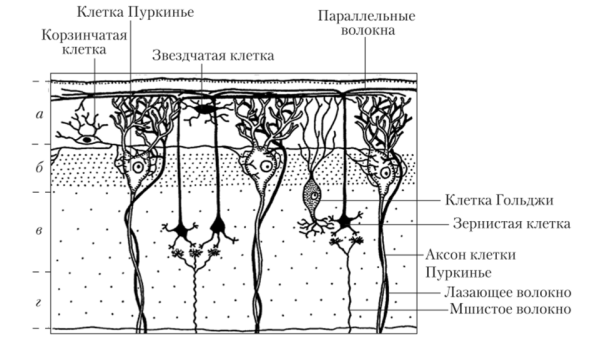 Мозжечок гистология препарат