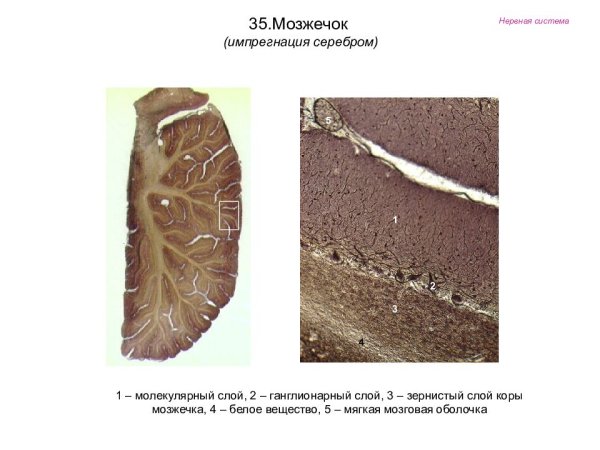 Клетки Пуркинье коры мозжечка