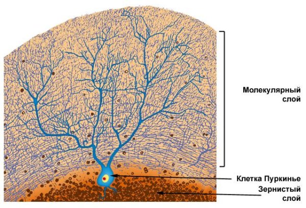 Мягкая мозговая оболочка мозжечка гистология