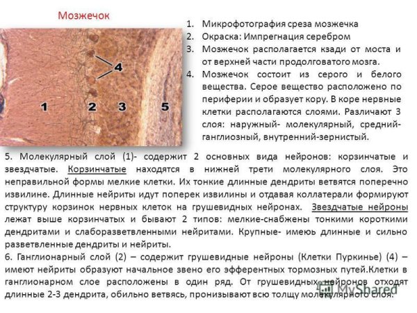 Кора мозжечка гистология