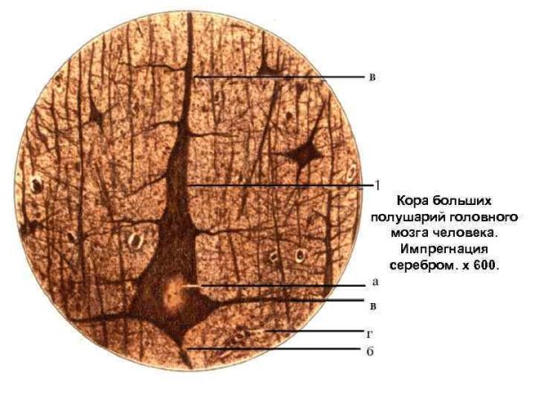 Мозжечок кора мозжечка