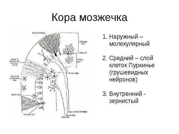 Строение коры мозжечка гистология