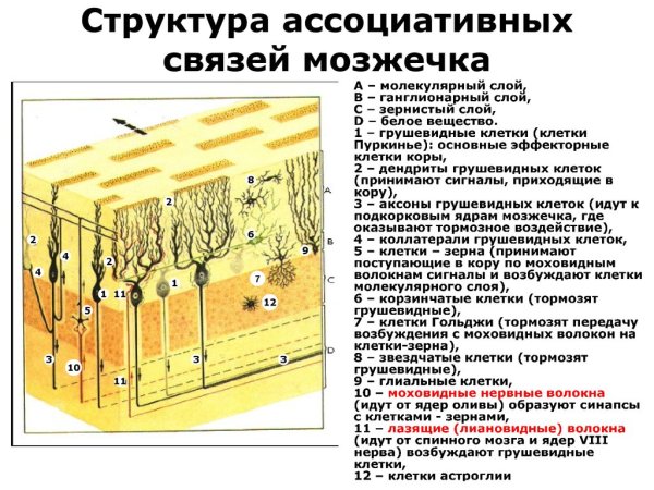 Строение коры головного мозга гистология