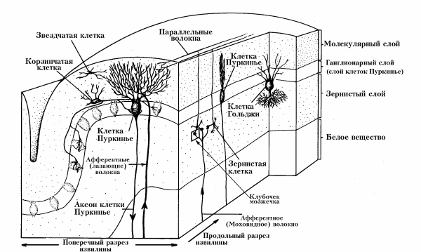 Мозжечок по гистология