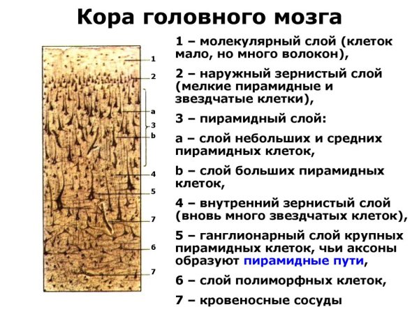 Клетки Пуркинье гистология