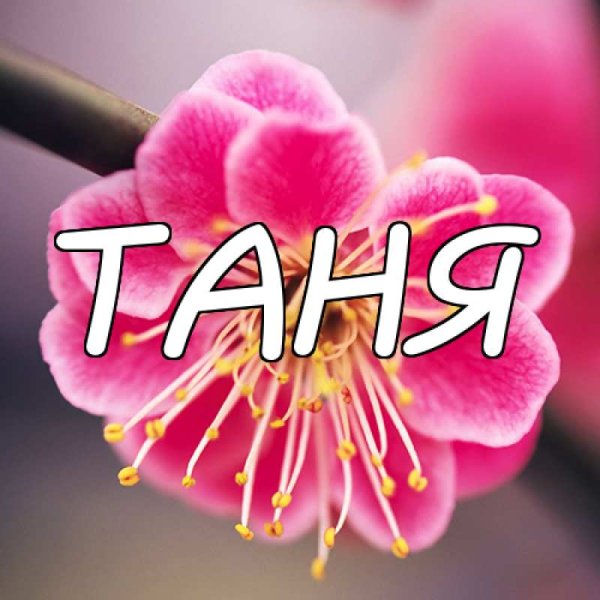 Красивая надпись имени Таня