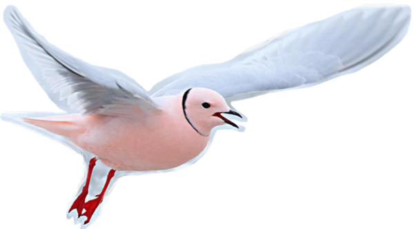 Розовая Чайка