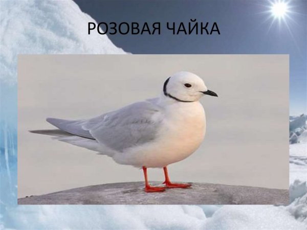 Розовая Чайка красная книга