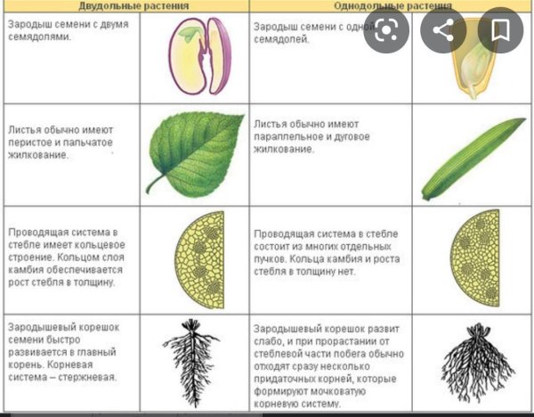 Отличие однодольных от двудольных растений