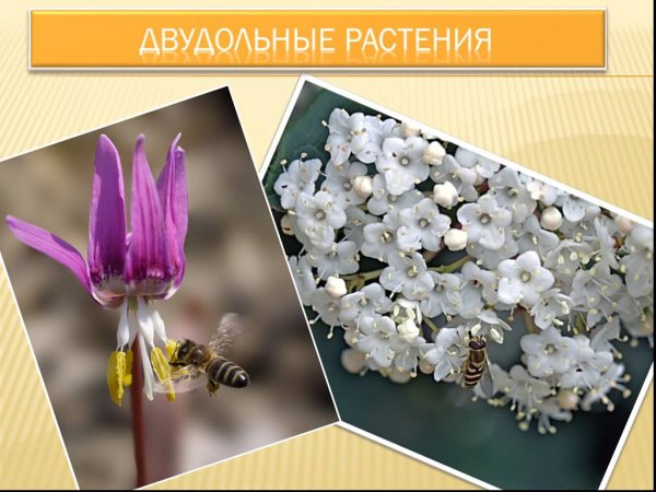 Двудольные растения