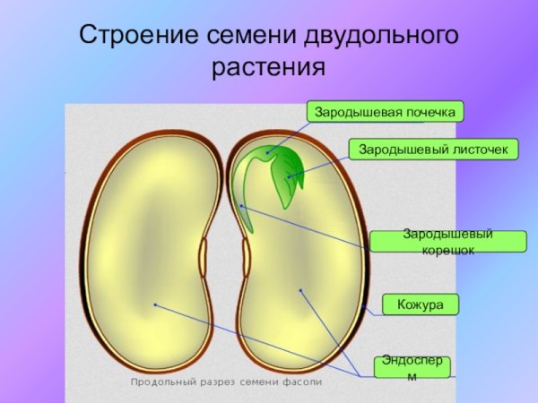 Строение семени двудольного растения