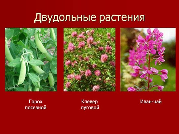 Двудольные травянистые растения