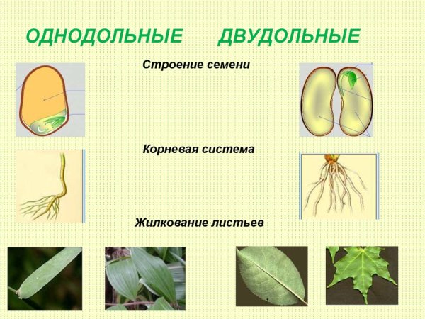 Однодольые двудольный