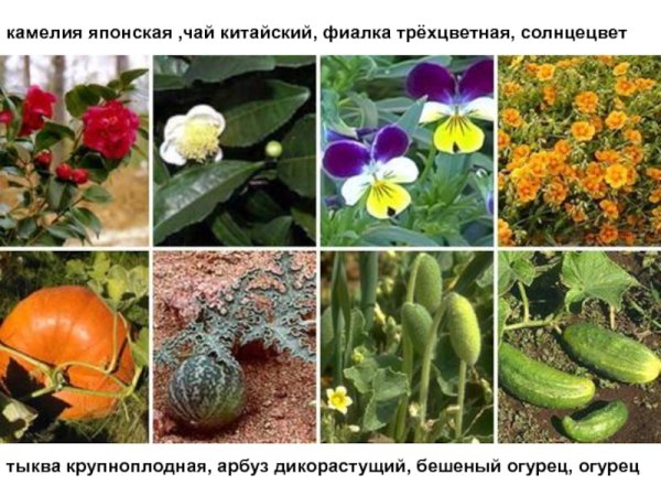 Двудольные цветковые растения