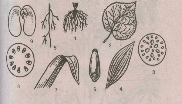 Двудольные травянистые растения