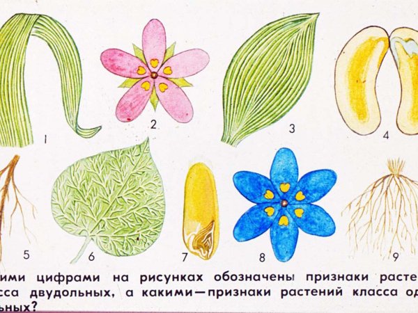 Строение семени двудольного растения