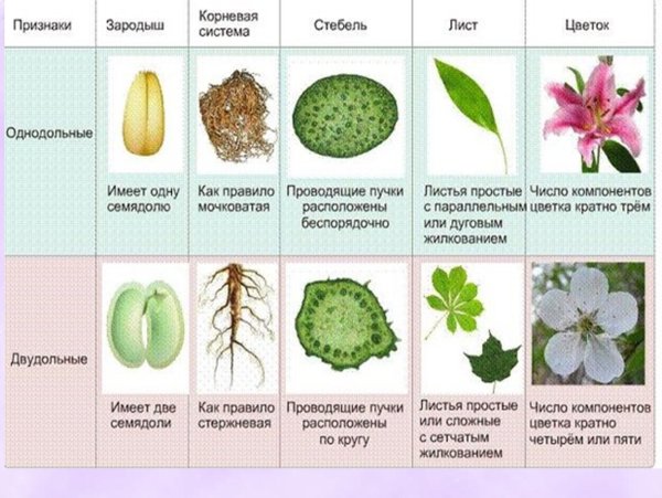 Семейства относящиеся к классу двудольных