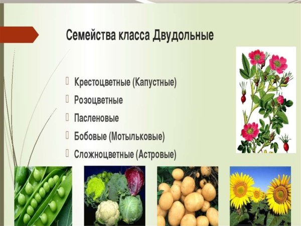 Двудольные Покрытосеменные растения