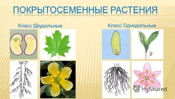 Признаки семейств класса двудольные