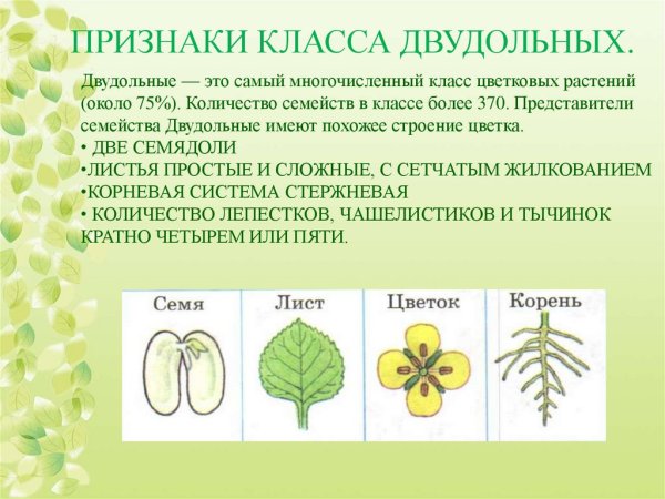 Покрытосеменных цветковых растений