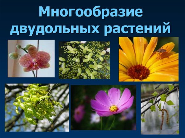 Строение семени однодольного растения рисунок