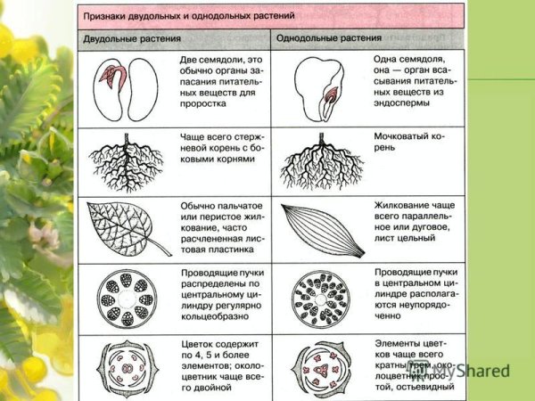Однодольные и двудольные листья