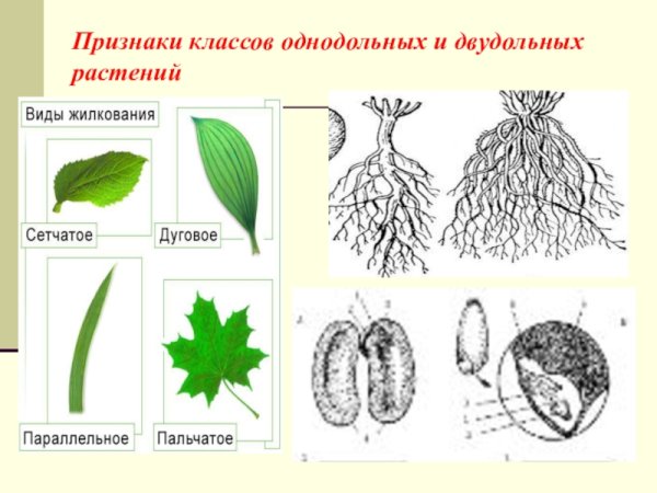 Семейство Розоцветные примеры растений