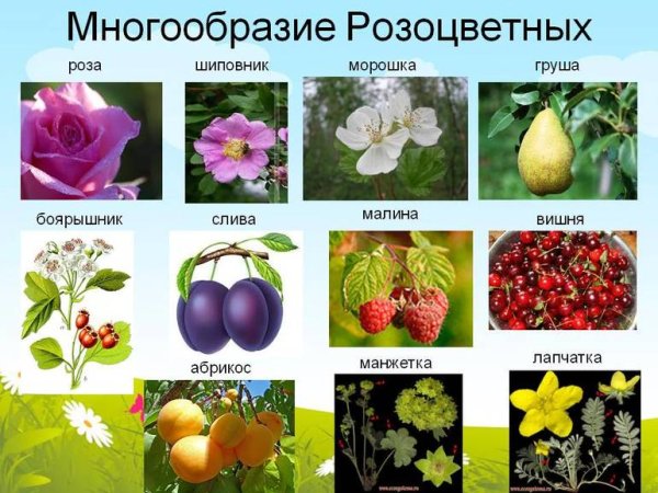 Признаки класса однодольных растений