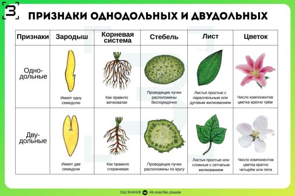 Семейство крестоцветные формула цветка 6 класс