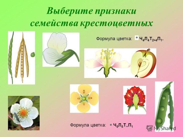 Представители покрытосеменных растений Однодольные