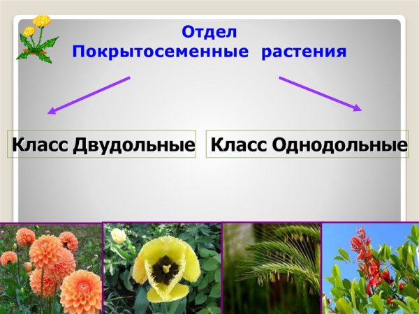 Однодольные и двудольные разница